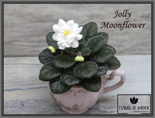 Jolly Moonflower